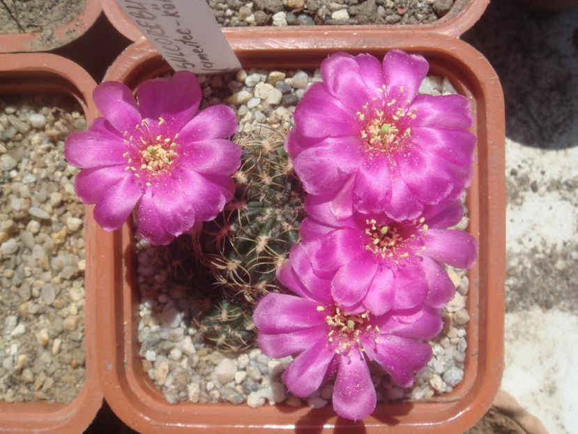 Sulcorebutia sp. - Cactusi 2006-2008