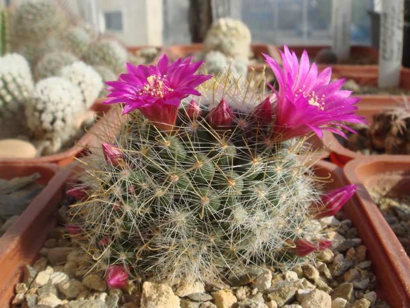 Mammilaria zeilmanniana - Cactusi 2006-2008
