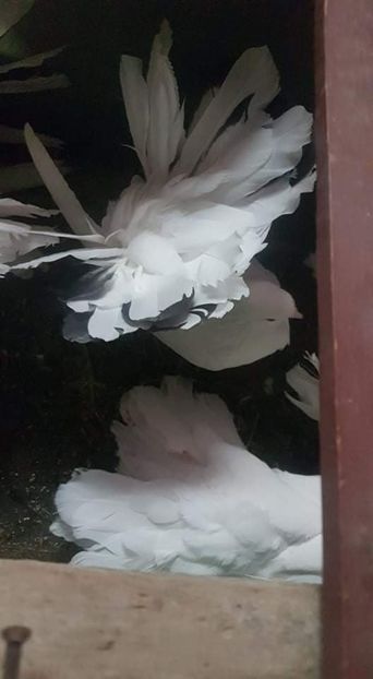 received_1963093623771344 - achizitii noi