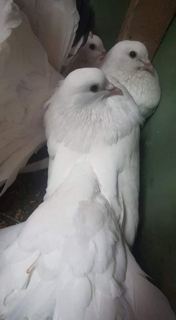 received_1752869498157824 - achizitii noi