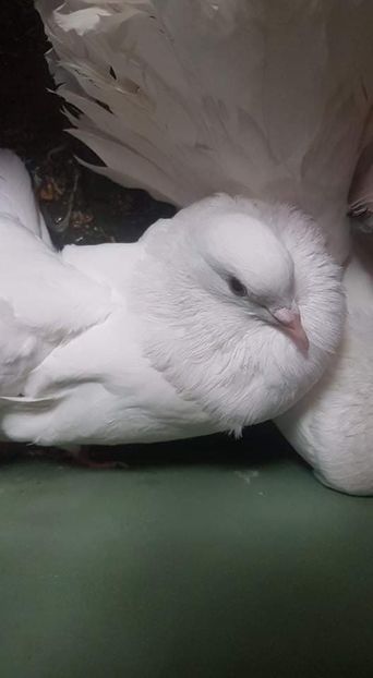 received_342953579798017 - achizitii noi