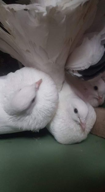 received_182613852664044 - achizitii noi