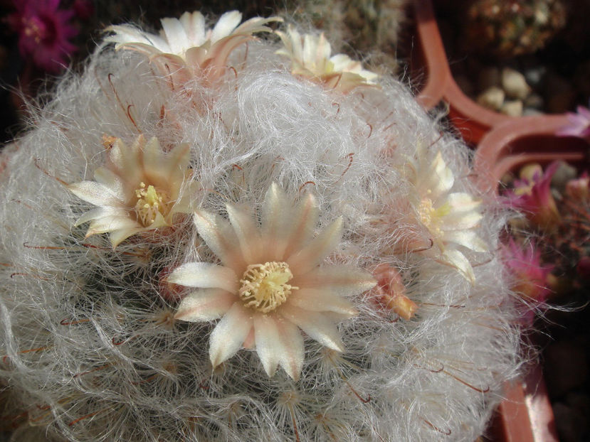 Mammillaria bocasana - Cactusi 2006-2008