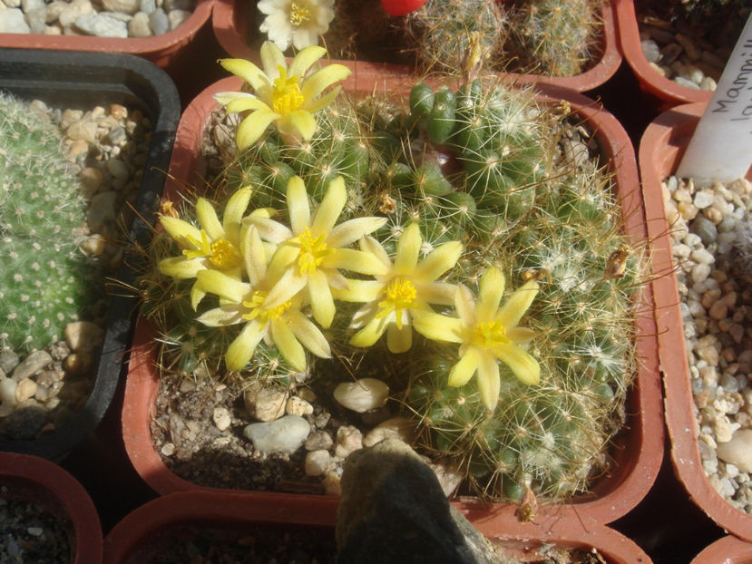 Mammillaria surculosa - Cactusi 2006-2008