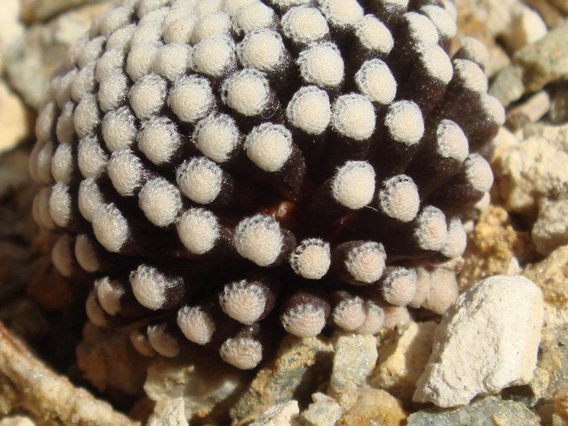 Mammillaria luethyi - Cactusi 2006-2008