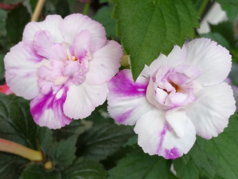  - Achi cu flori duble