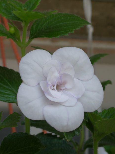  - Achi cu flori duble