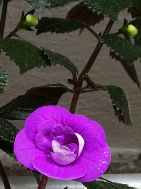  - Achi cu flori duble