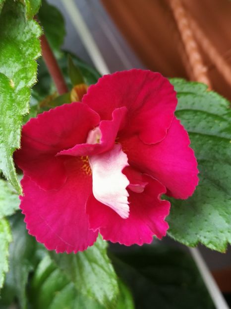  - Achi cu flori duble