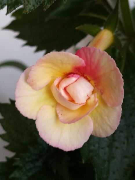  - Achi cu flori duble