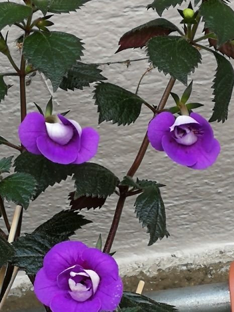  - Achi cu flori duble