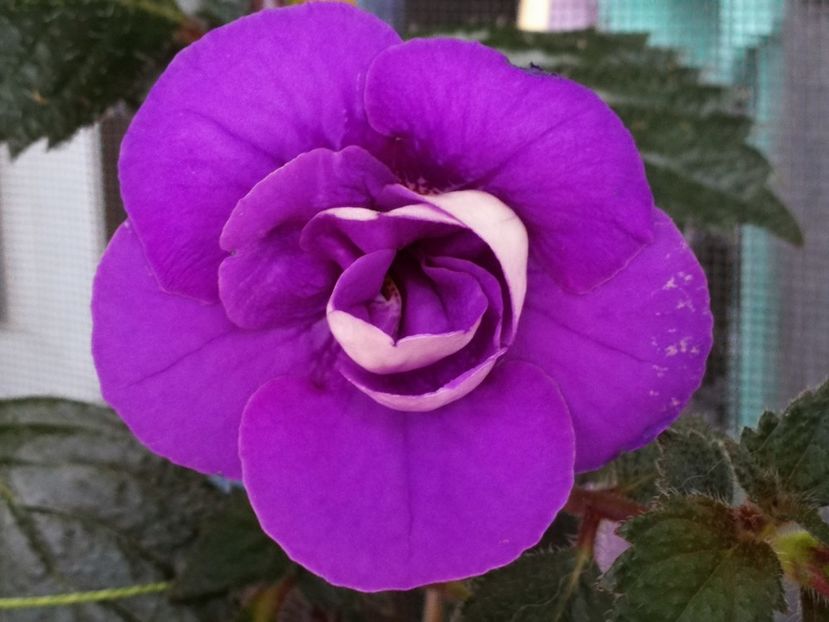  - Achi cu flori duble