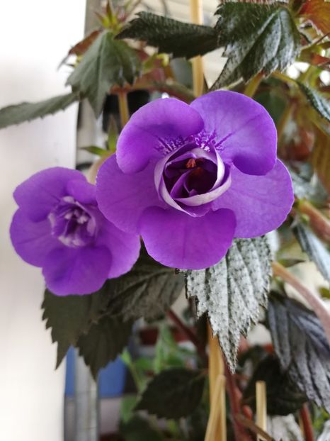  - Achi cu flori duble