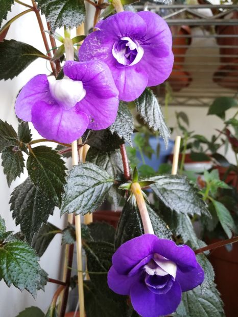  - Achimenes mov