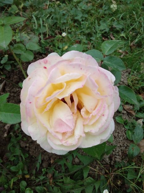  - TRANDAFIRI 2018-2019