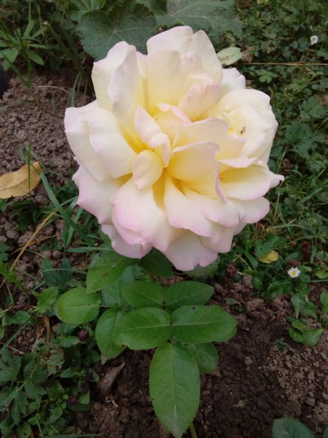  - TRANDAFIRI 2018-2019