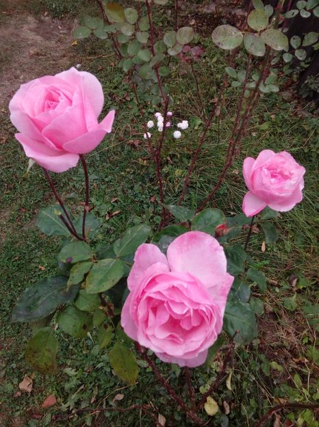  - TRANDAFIRI 2018-2019