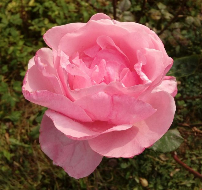  - TRANDAFIRI 2018-2019