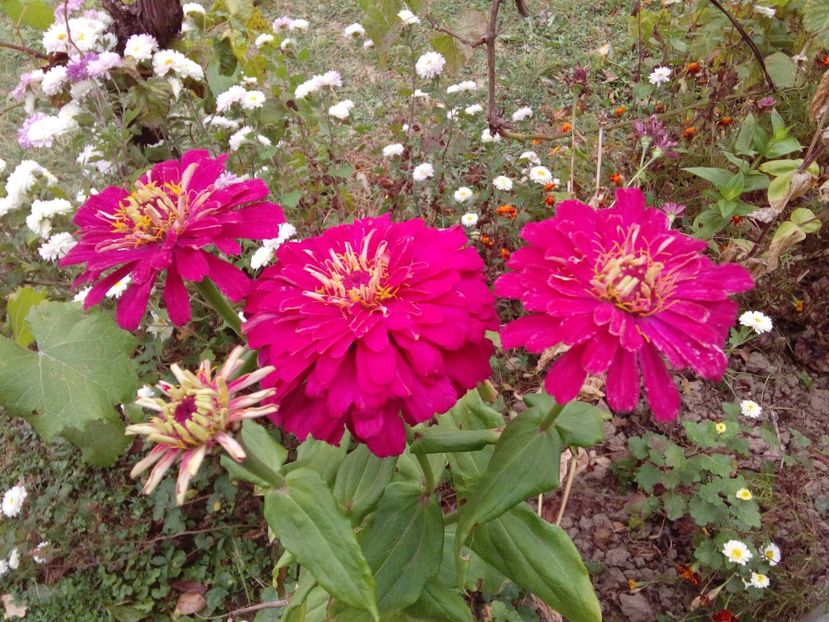  - AAAA__CARCIUMARESE 2015_2017_2018_2019