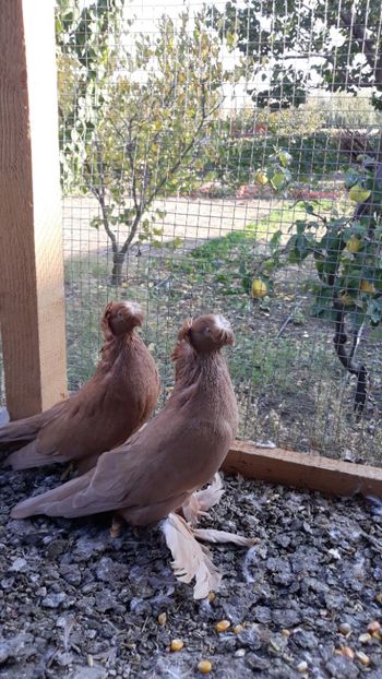  - JDB-unicolori GALBENI