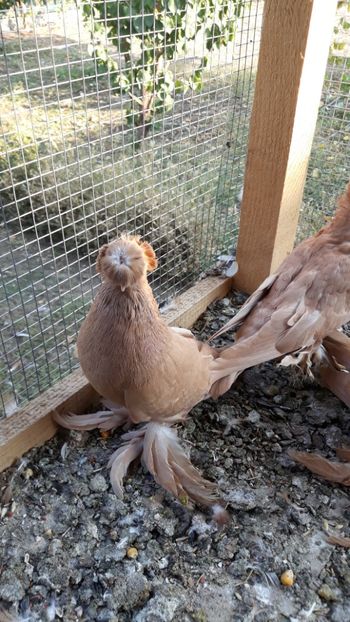  - JDB-unicolori GALBENI