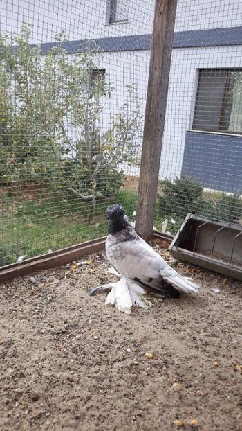 Fem 2018 nr2 - JDB-CAP ALBASTRU