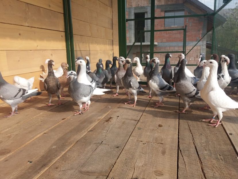  - Puii 2018 Germani de Frumusete