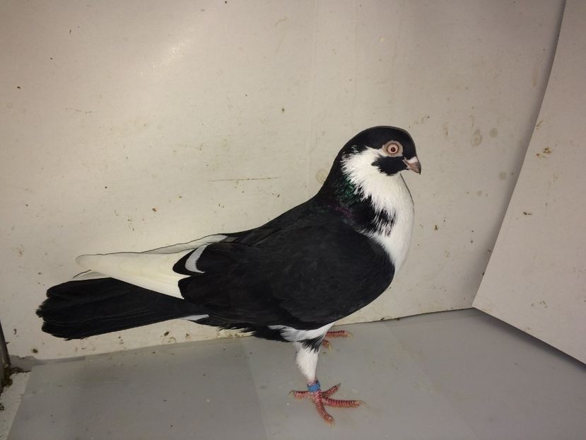 6979  mascul  2018_1 - tineret 2018