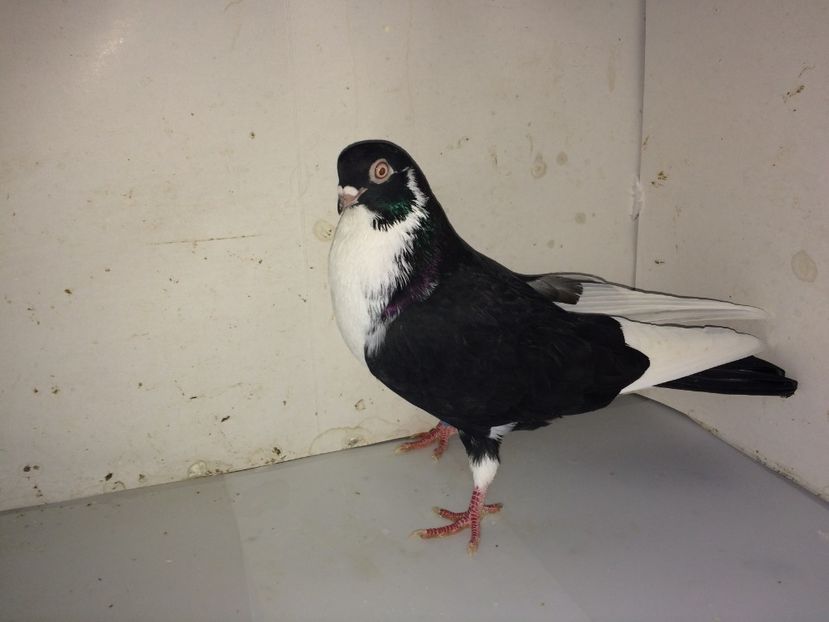 6979  mascul  2018_2 - tineret 2018