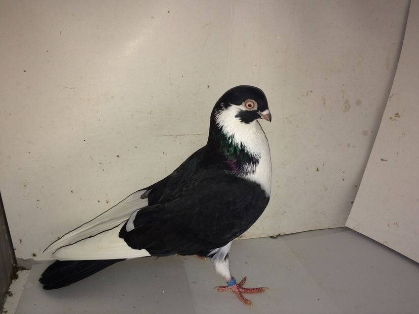 6979  mascul  2018_3 - tineret 2018