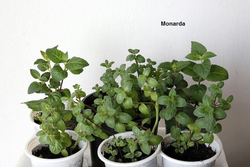 22.10.18 - 2 Butasire