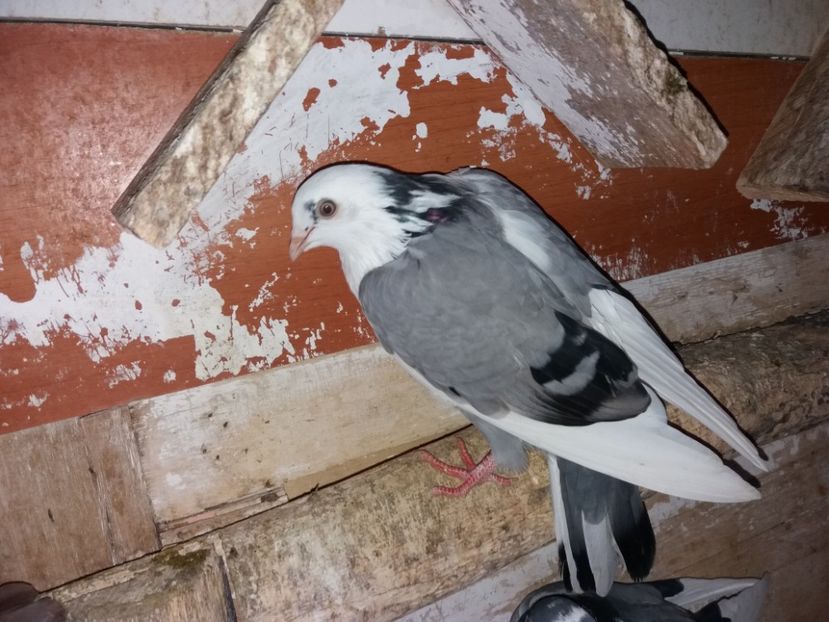 mascul  2018 - Plecați ALBUM 2