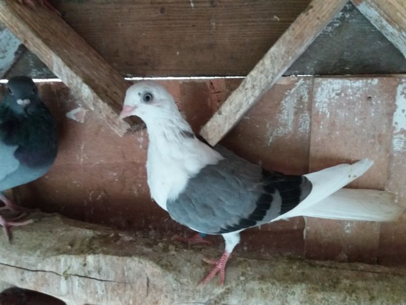 7182  femelă  2018 - Plecați ALBUM 2