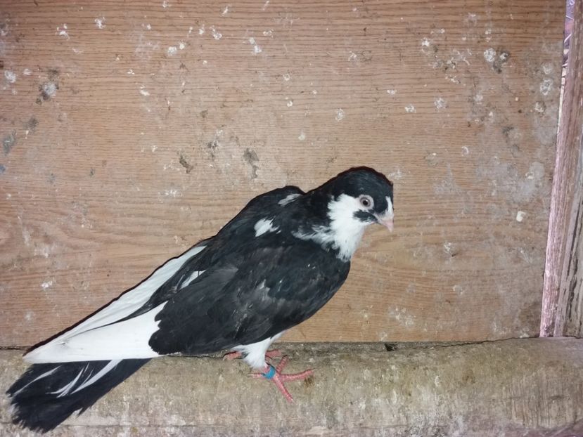 7177  mascul  2018 - Plecați ALBUM 2