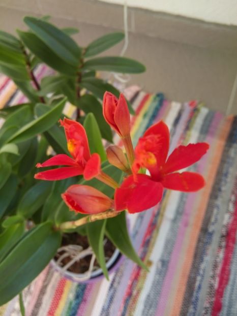  - florile mele dragi