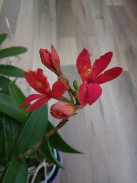  - florile mele dragi