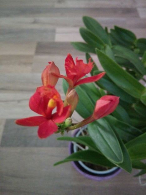  - florile mele dragi