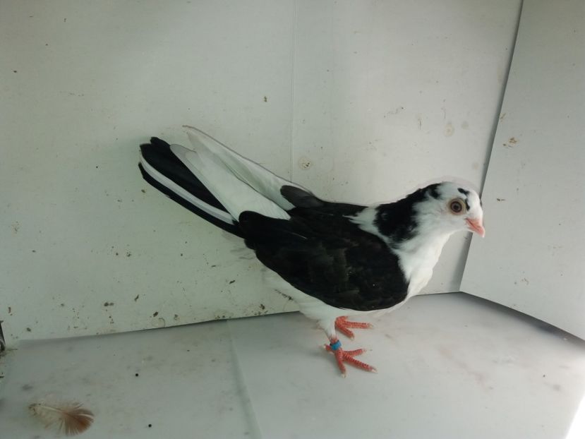 7162  femelă  2018 - Plecați ALBUM 2