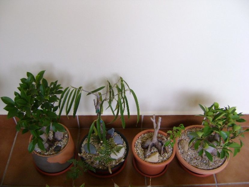 Diverse varietati de Ficus - Bonsai si prebonsai 2018-2020