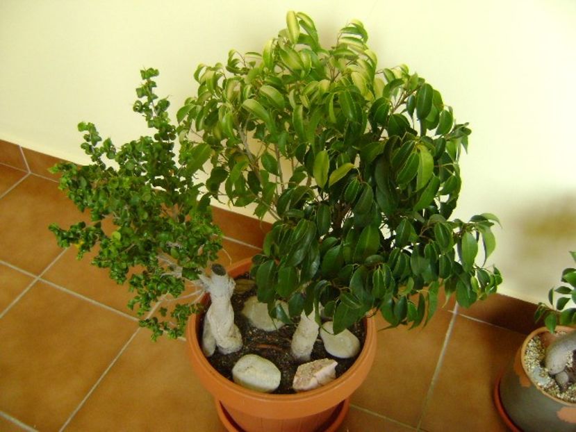 3 varietati de Ficus - Bonsai si prebonsai 2018-2020