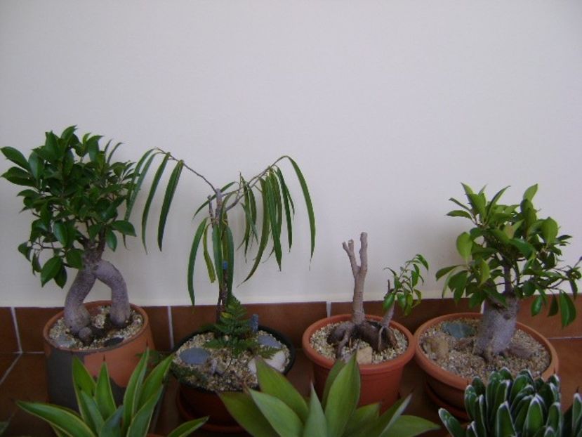 Diverse varietati de Ficus - Bonsai si prebonsai 2018-2020