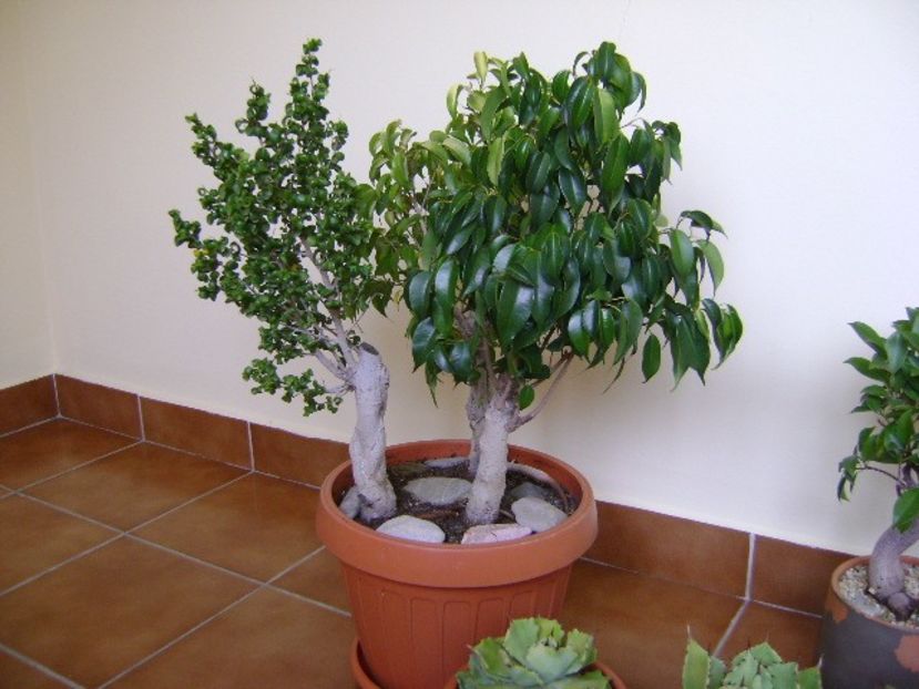 3 varietati de Ficus - Bonsai si prebonsai 2018-2020