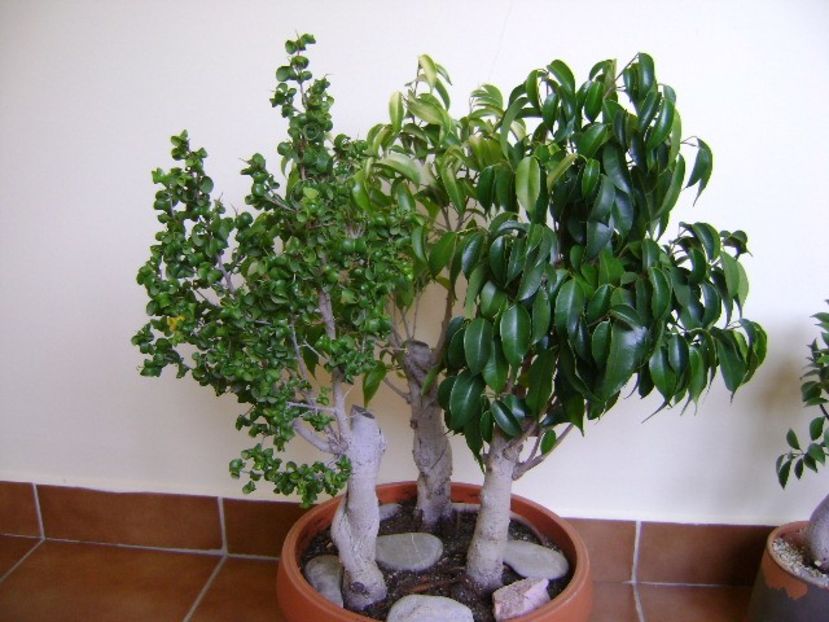 3 varietati de Ficus - Bonsai si prebonsai 2018-2020