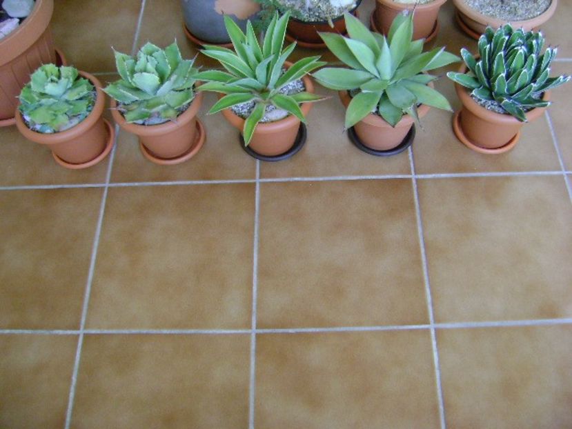 Agave in repaus vegetativ - Agave si Yucca 2018