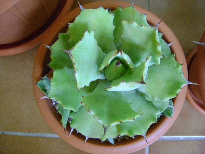 Agave isthmensis - Agave si Yucca 2018