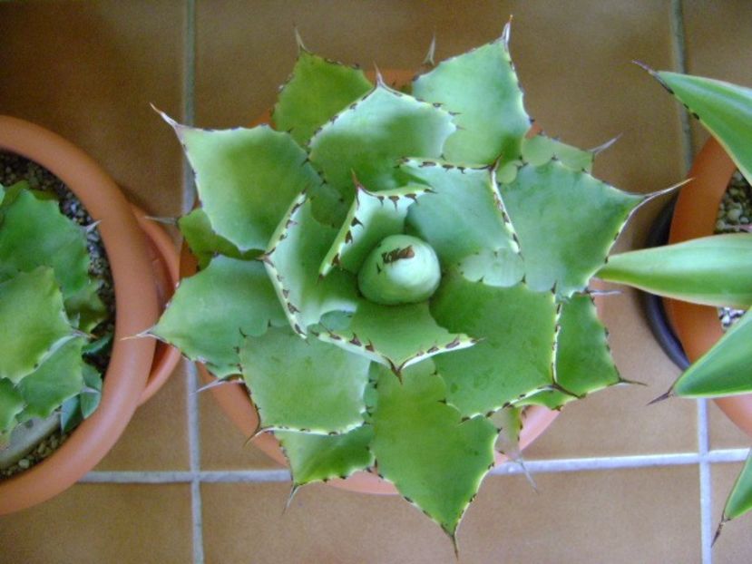 Agave seemanniana - Agave si Yucca 2018