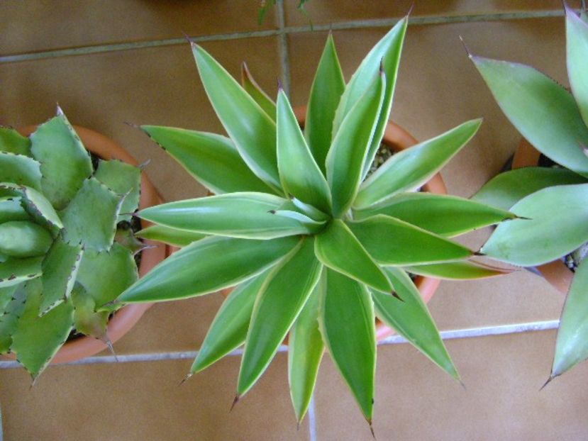 Agave desmettiana variegata - Agave si Yucca 2018