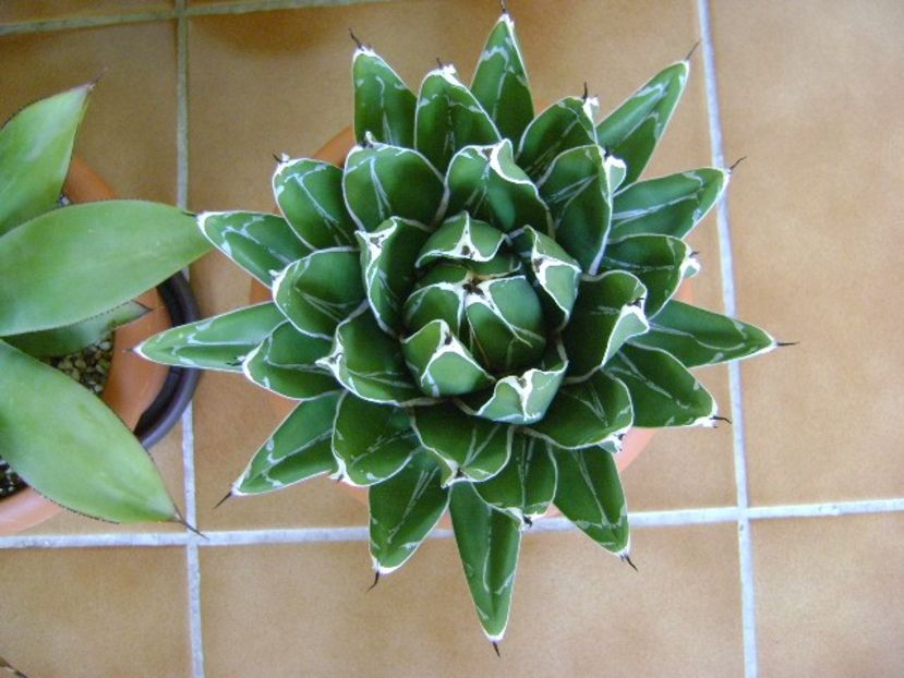 Agave victoriae-reginae - Agave si Yucca 2018