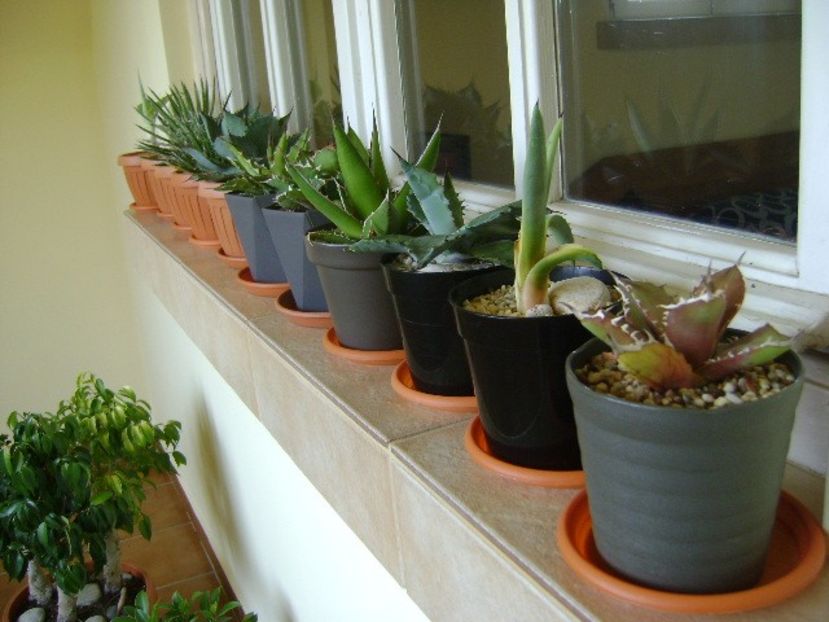 Agave in repaus vegetativ - Agave si Yucca 2018