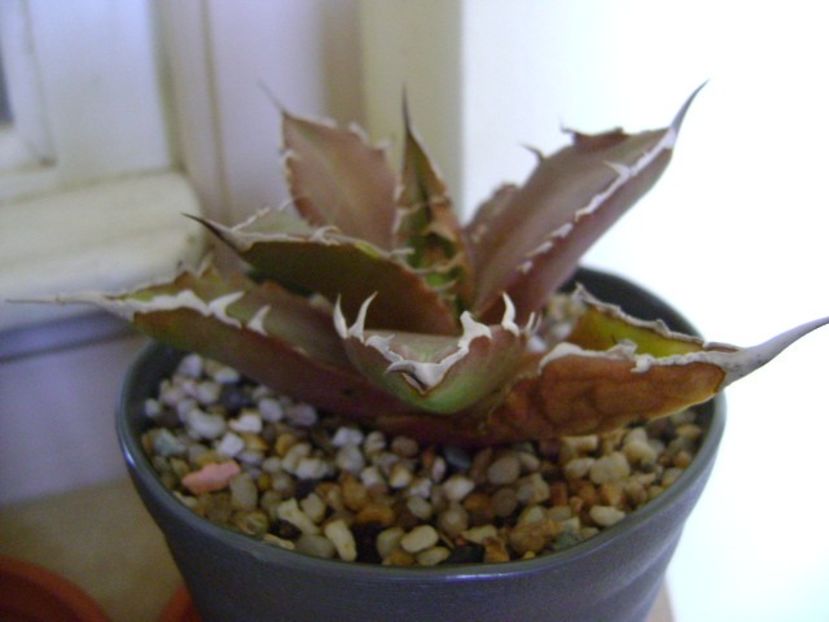Agave titanota - Agave si Yucca 2018